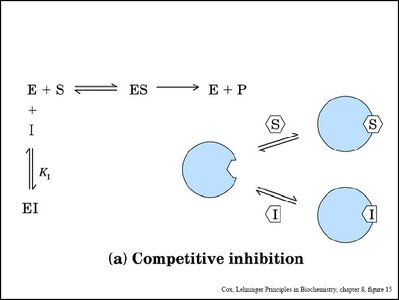 Uncompetitive inhibition: inhibitor binds only to ES complex