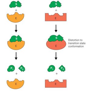 Lock-and-key and induced-fit models of enzyme-substrate binding