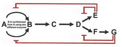 Differential inhibition of multiple enzymes in a pathway