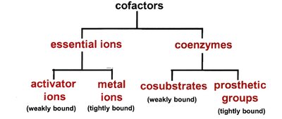 Summary of major coenzymes and their functions