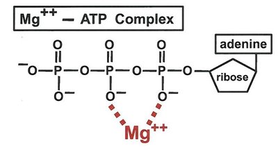 Mg2+ binding to ATP complex