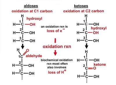 Aldose and ketose structures and oxidation reactions