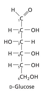 D-glucose Fischer projection
