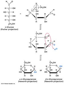 Cyclization of glucose and formation of α and β anomers