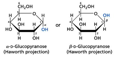 α- and β-D-glucopyranose Haworth projections