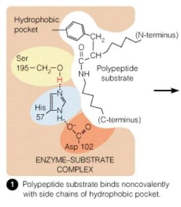 Catalytic triad arrangement in serine proteases