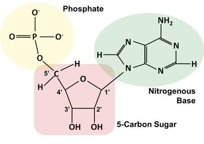 Nucleotide structure: phosphate, sugar, and base