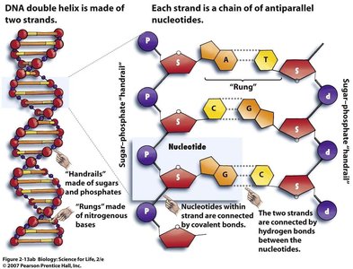 DNA double helix and antiparallel strands