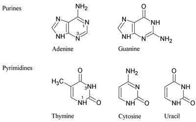 Purines and pyrimidines structures