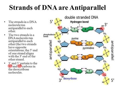 Antiparallel DNA strands