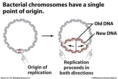 Bacterial chromosome origin of replication
