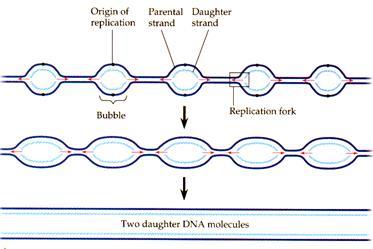 Multiple origins of replication in eukaryotes