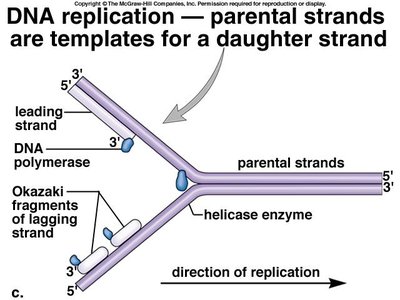DNA replication fork with leading and lagging strands