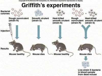 Griffith's experiments with mice and bacteria