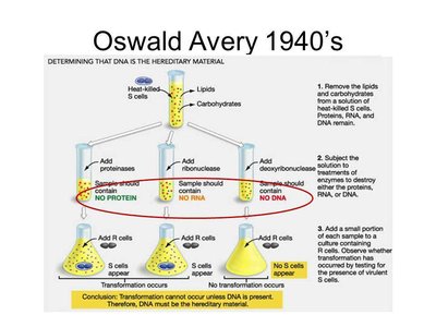 Avery's experiment identifying DNA as the hereditary material