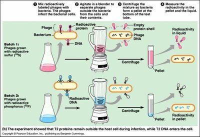 Hershey and Chase experiment with bacteriophages