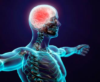 Central nervous system