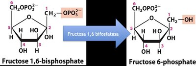 Fructose-1,6-bisphosphatase reaction