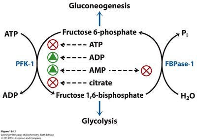 Reciprocal regulation diagram