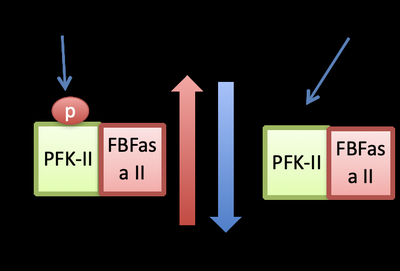 Fructose 2,6-bisphosphate structure