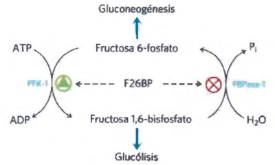 PFK-1 activity vs. F2,6BP