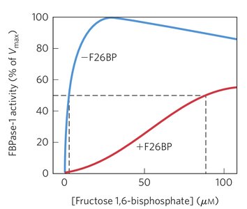 Bifunctional enzyme regulation