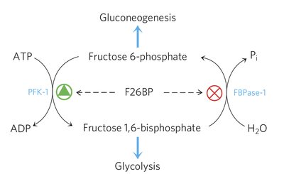 F2,6BP regulation summary
