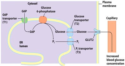 Glucose-6-phosphatase mechanism