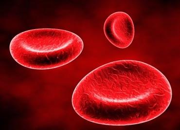 Erythrocytes