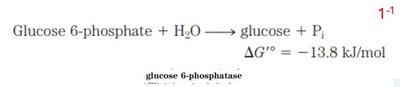 Glucose export from hepatocyte