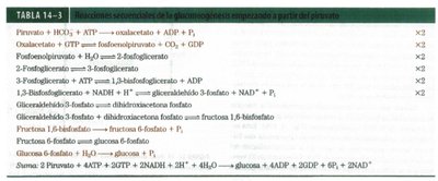 Summary table of gluconeogenesis reactions