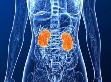 Renal medulla
