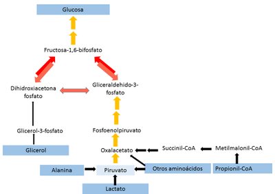 Gluconeogenesis precursors and pathway