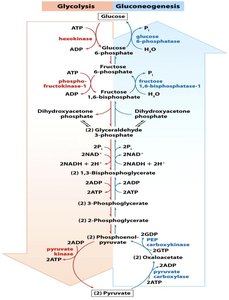 Glycolysis vs. Gluconeogenesis pathway