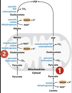Pyruvate to PEP pathways