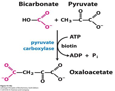 Pyruvate carboxylase reaction