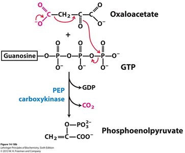 PEP carboxykinase reaction