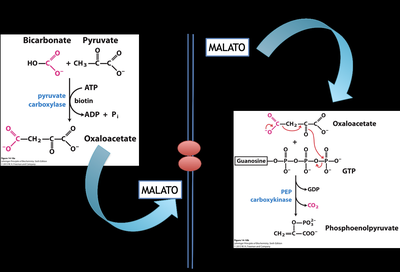 Malate shuttle in gluconeogenesis