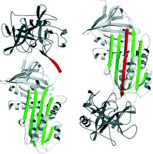 AAT inhibits elastase by offering a beta strand