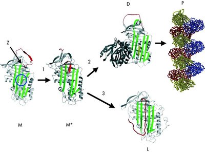 Mutant structures of AAT