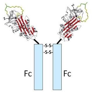 Fc-AAT fusion protein structure