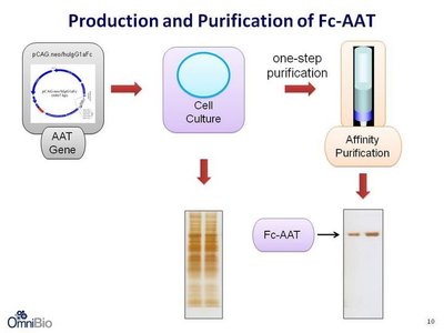 Production and purification of Fc-AAT