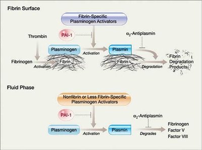 Fibrinolytic system diagram