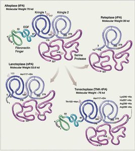 Structural comparison of tPA variants