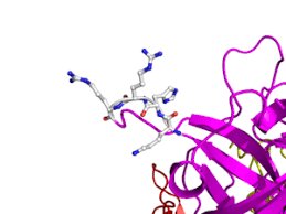 TNKase structure