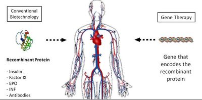 Diagram comparing recombinant protein therapy and gene therapy