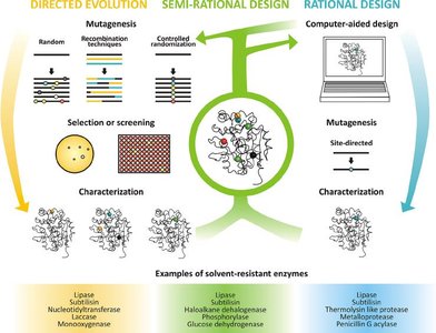 Directed evolution, semi-rational, and rational design of enzymes