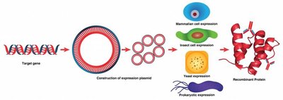 Recombinant protein production workflow
