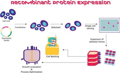 Recombinant protein expression process