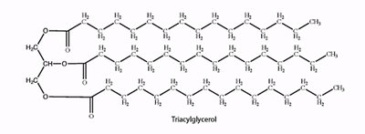 Structure of a triacylglycerol molecule